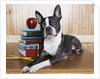 Boston terrier sitting next to a stack of books by Anonymous