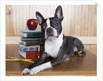 Boston terrier sitting next to a stack of books by Anonymous