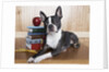 Boston terrier sitting next to a stack of books by Anonymous