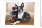 Boston terrier sitting next to a stack of books by Anonymous
