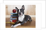 Boston terrier sitting next to a stack of books by Anonymous