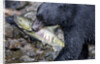 Black Bear and Chum Salmon in Alaska by Anonymous