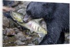 Black Bear and Chum Salmon in Alaska by Anonymous