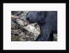 Black Bear and Chum Salmon in Alaska by Anonymous