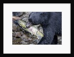 Black Bear and Chum Salmon in Alaska by Anonymous