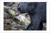 Black Bear and Chum Salmon in Alaska by Anonymous