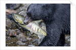 Black Bear and Chum Salmon in Alaska by Anonymous