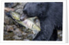 Black Bear and Chum Salmon in Alaska by Anonymous