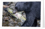 Black Bear and Chum Salmon in Alaska by Anonymous