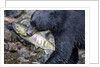 Black Bear and Chum Salmon in Alaska by Anonymous