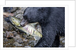 Black Bear and Chum Salmon in Alaska by Anonymous