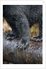 Close-Up View of Black Bear Claws in Alaska by Anonymous