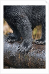 Close-Up View of Black Bear Claws in Alaska by Anonymous