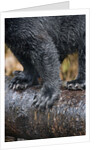 Close-Up View of Black Bear Claws in Alaska by Anonymous