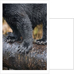 Close-Up View of Black Bear Claws in Alaska by Anonymous