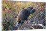 Beaver in Denali National Park by Anonymous