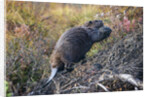 Beaver in Denali National Park by Anonymous