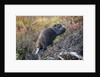 Beaver in Denali National Park by Anonymous