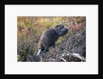 Beaver in Denali National Park by Anonymous
