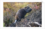 Beaver in Denali National Park by Anonymous