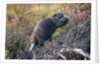 Beaver in Denali National Park by Anonymous