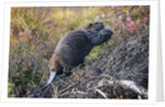 Beaver in Denali National Park by Anonymous