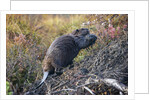 Beaver in Denali National Park by Anonymous