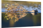 Beaver in Denali National Park by Anonymous