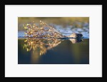 Beaver in Denali National Park by Anonymous