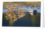 Beaver in Denali National Park by Anonymous