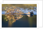 Beaver in Denali National Park by Anonymous