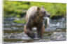 Brown Bear Catching Sockeye Salmon in Alaska by Anonymous