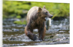 Brown Bear Catching Sockeye Salmon in Alaska by Anonymous
