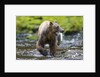 Brown Bear Catching Sockeye Salmon in Alaska by Anonymous