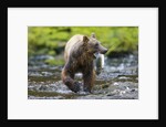 Brown Bear Catching Sockeye Salmon in Alaska by Anonymous