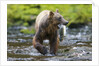 Brown Bear Catching Sockeye Salmon in Alaska by Anonymous