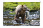 Brown Bear Catching Sockeye Salmon in Alaska by Anonymous