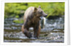 Brown Bear Catching Sockeye Salmon in Alaska by Anonymous