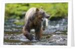Brown Bear Catching Sockeye Salmon in Alaska by Anonymous