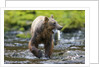 Brown Bear Catching Sockeye Salmon in Alaska by Anonymous