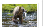 Brown Bear Catching Sockeye Salmon in Alaska by Anonymous