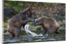 Brown Bears Sparring in Freshwater Bay by Anonymous