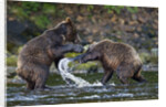 Brown Bears Sparring in Freshwater Bay by Anonymous