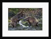 Brown Bears Sparring in Freshwater Bay by Anonymous