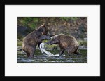 Brown Bears Sparring in Freshwater Bay by Anonymous