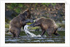 Brown Bears Sparring in Freshwater Bay by Anonymous