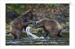Brown Bears Sparring in Freshwater Bay by Anonymous