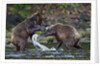 Brown Bears Sparring in Freshwater Bay by Anonymous