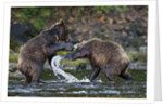 Brown Bears Sparring in Freshwater Bay by Anonymous