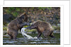Brown Bears Sparring in Freshwater Bay by Anonymous